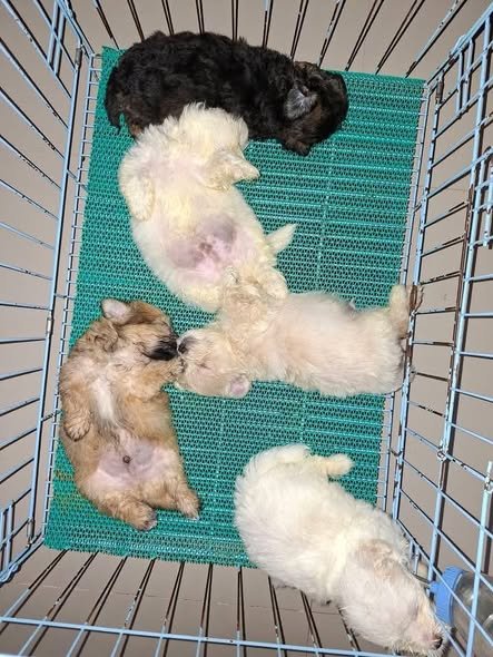 Maltipoo puppy portrait