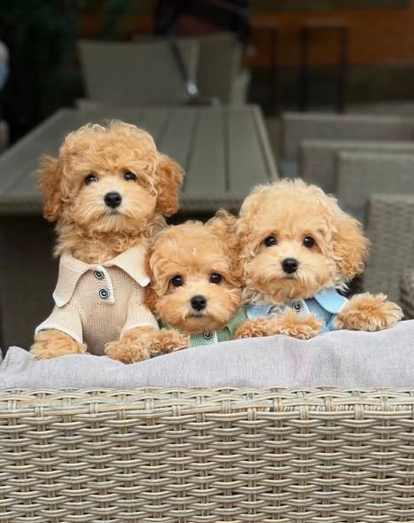 Maltipoo for sale close up