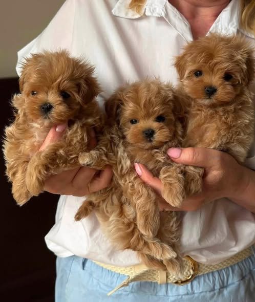 Maltipoo puppy raised at Golden Heart Maltipoos