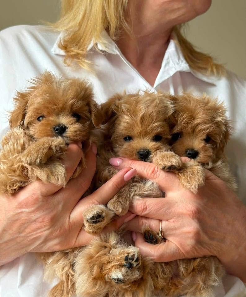 Teacup Maltipoo puppy resting