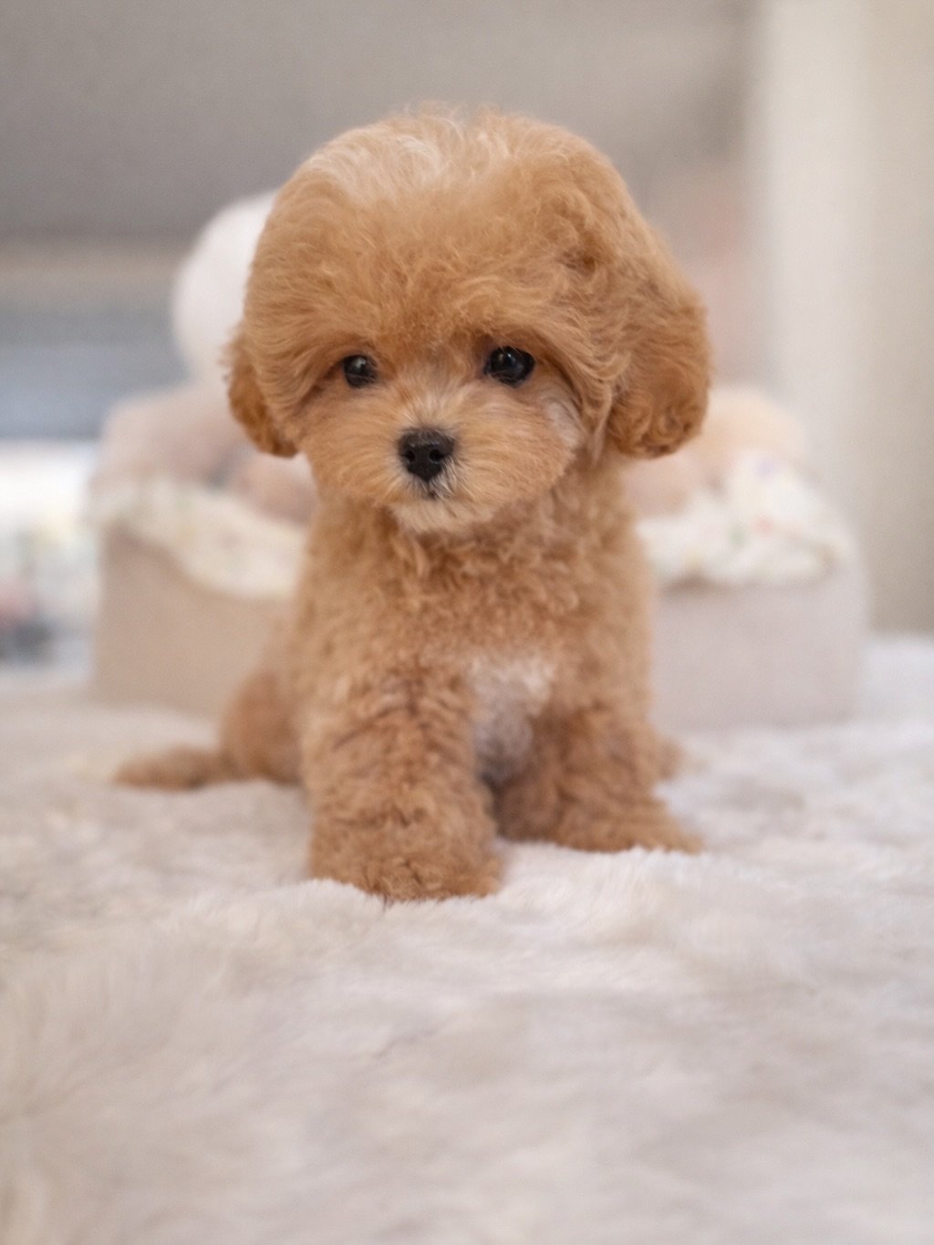 Ben - Maltipoo puppy for sale near me