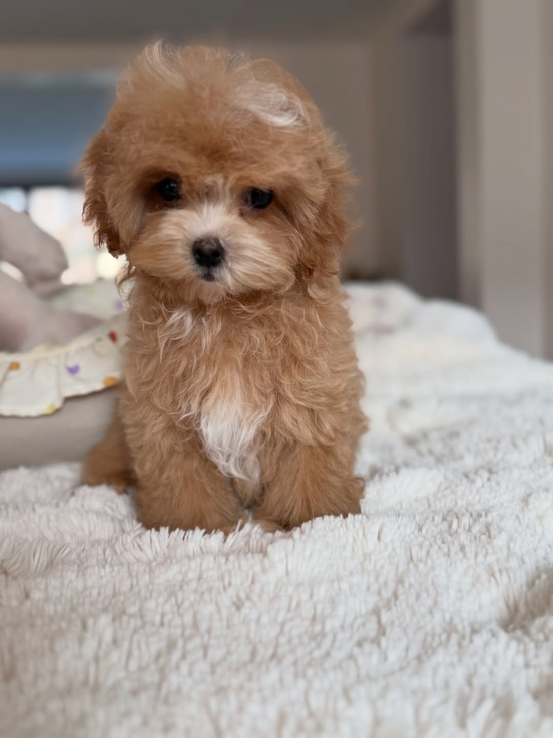 Finn - Maltipoo puppy for sale near me