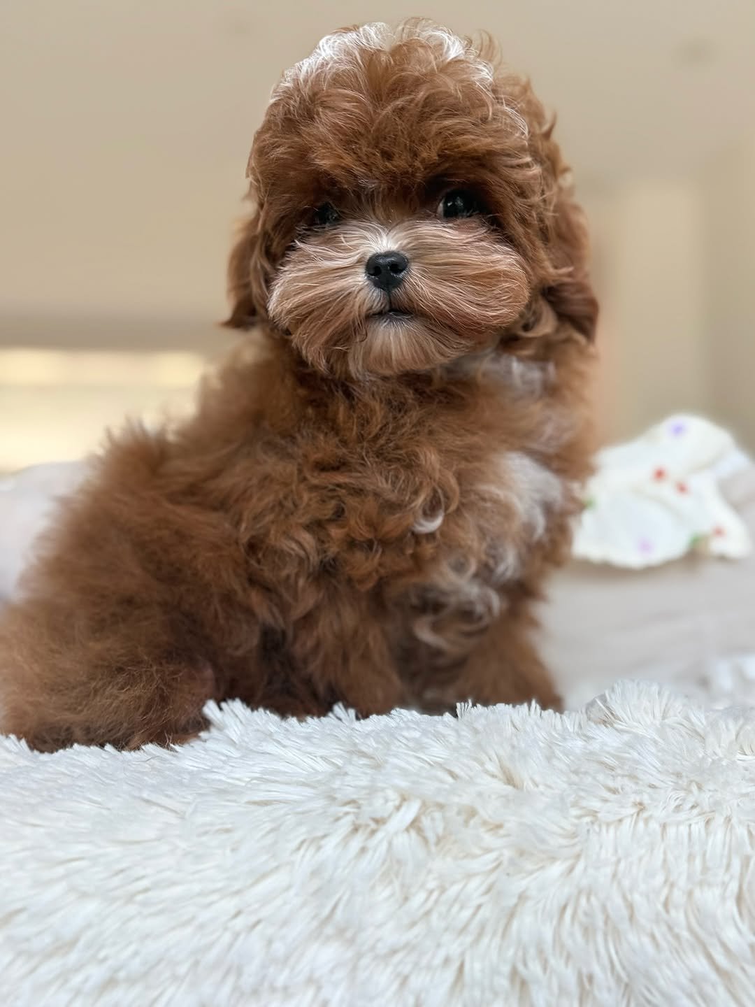 Gracia - Maltipoo puppy for sale near me