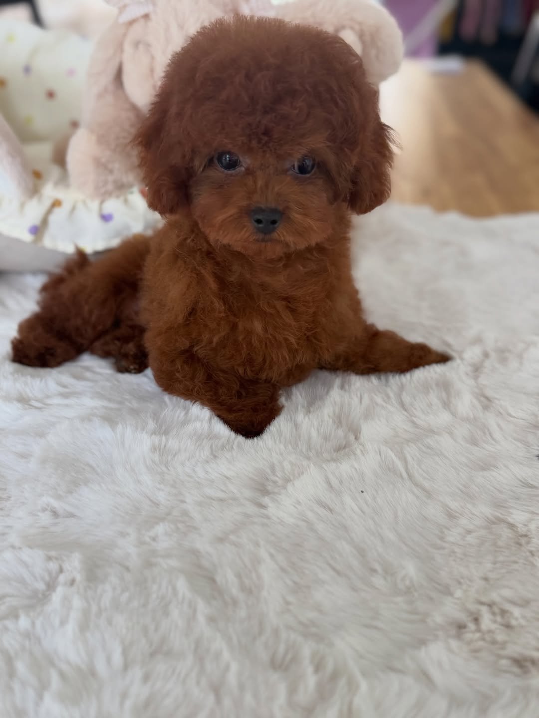 Princess - Maltipoo puppy for sale near me