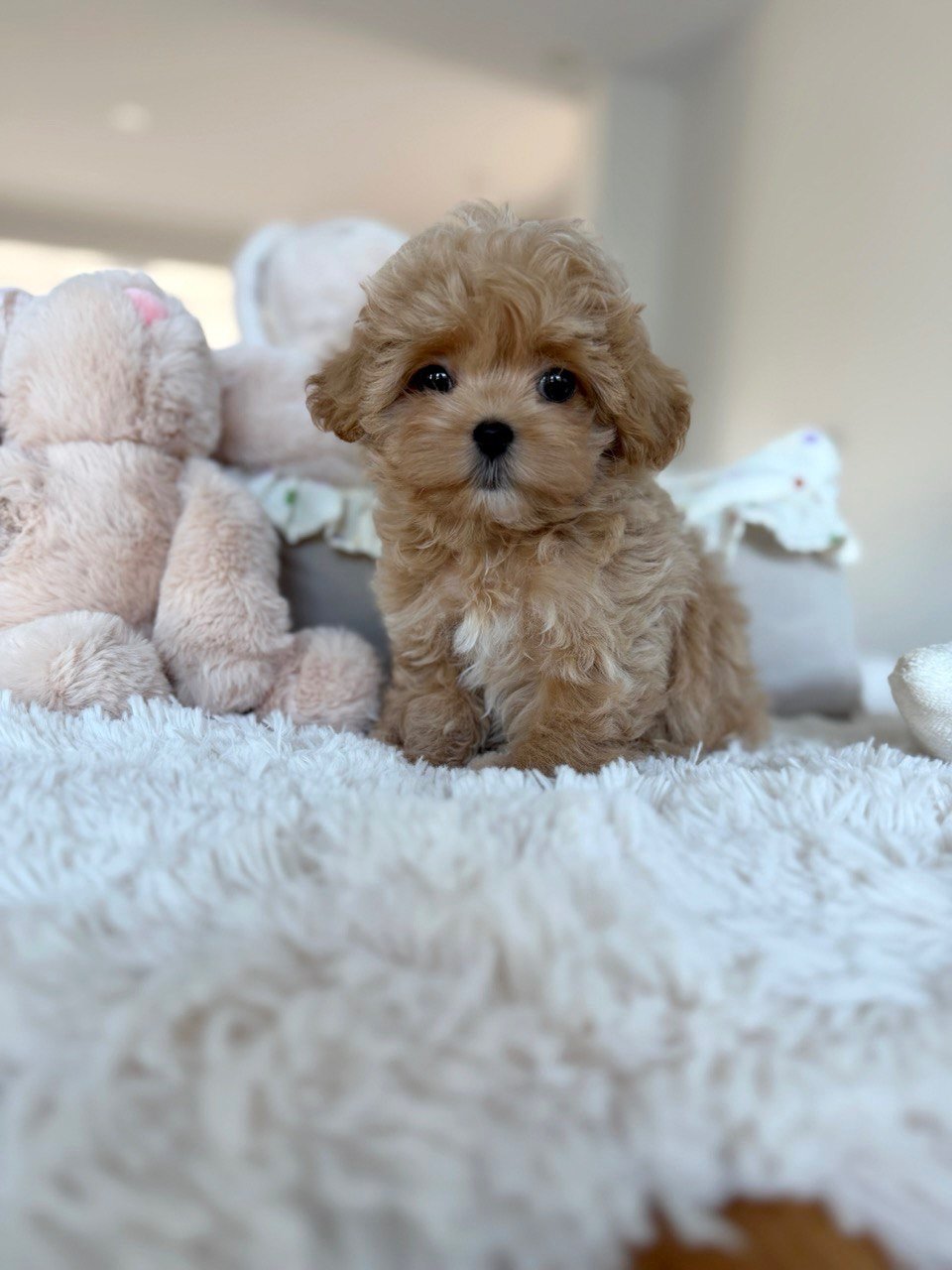 Rosie - Maltipoo puppy for sale near me