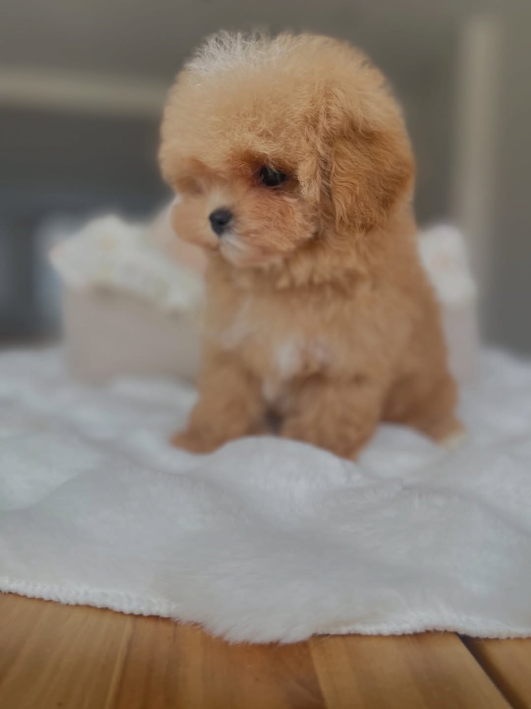 Tina - Maltipoo puppy for sale near me
