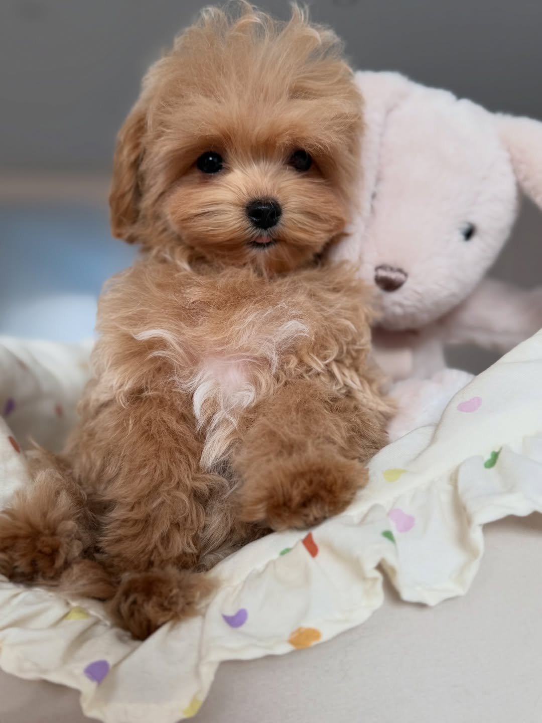 Wallace - Maltipoo puppy for sale near me
