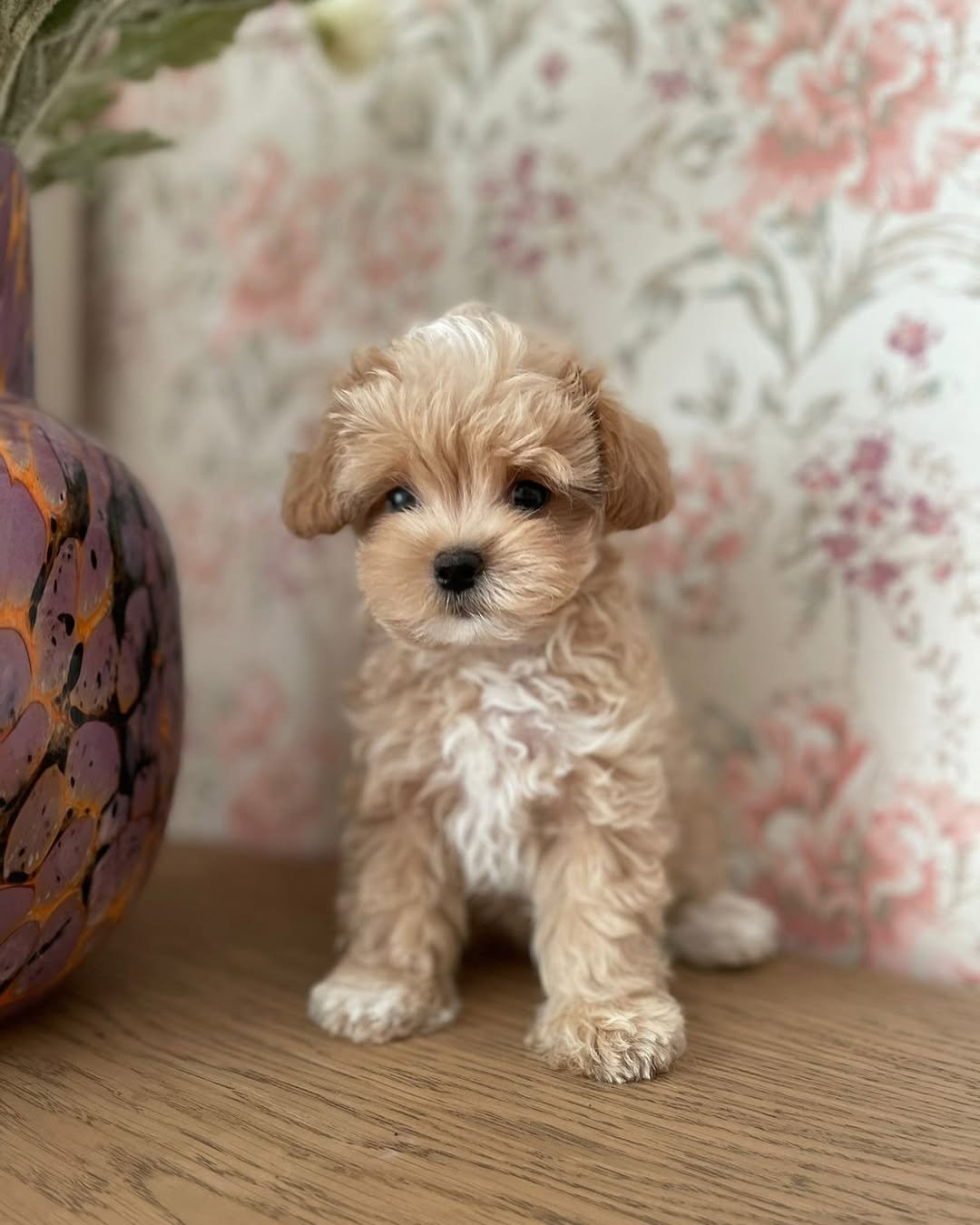 White - Maltipoo puppy for sale near me