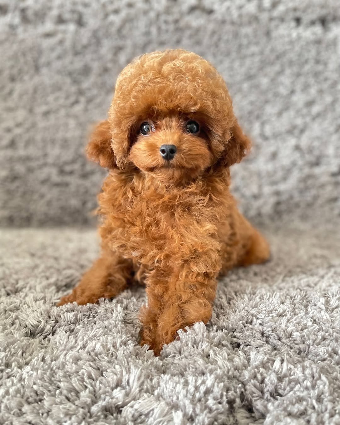 Bella - Maltipoo puppy for sale near me