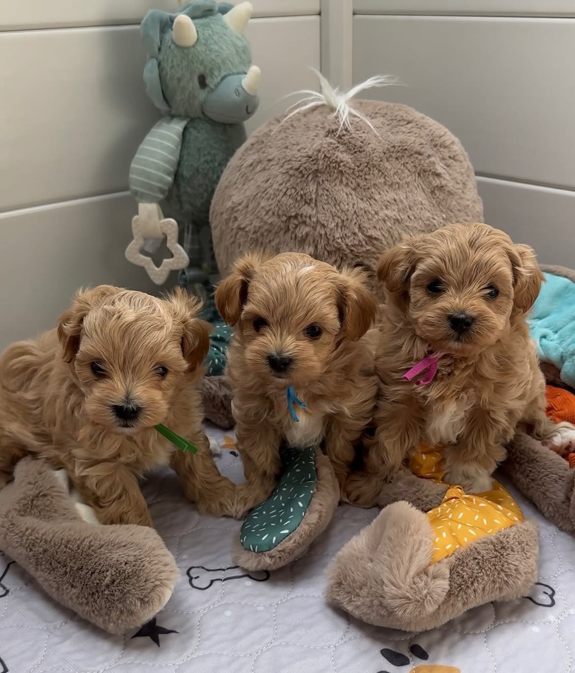 Maltipoo puppy for sale playing