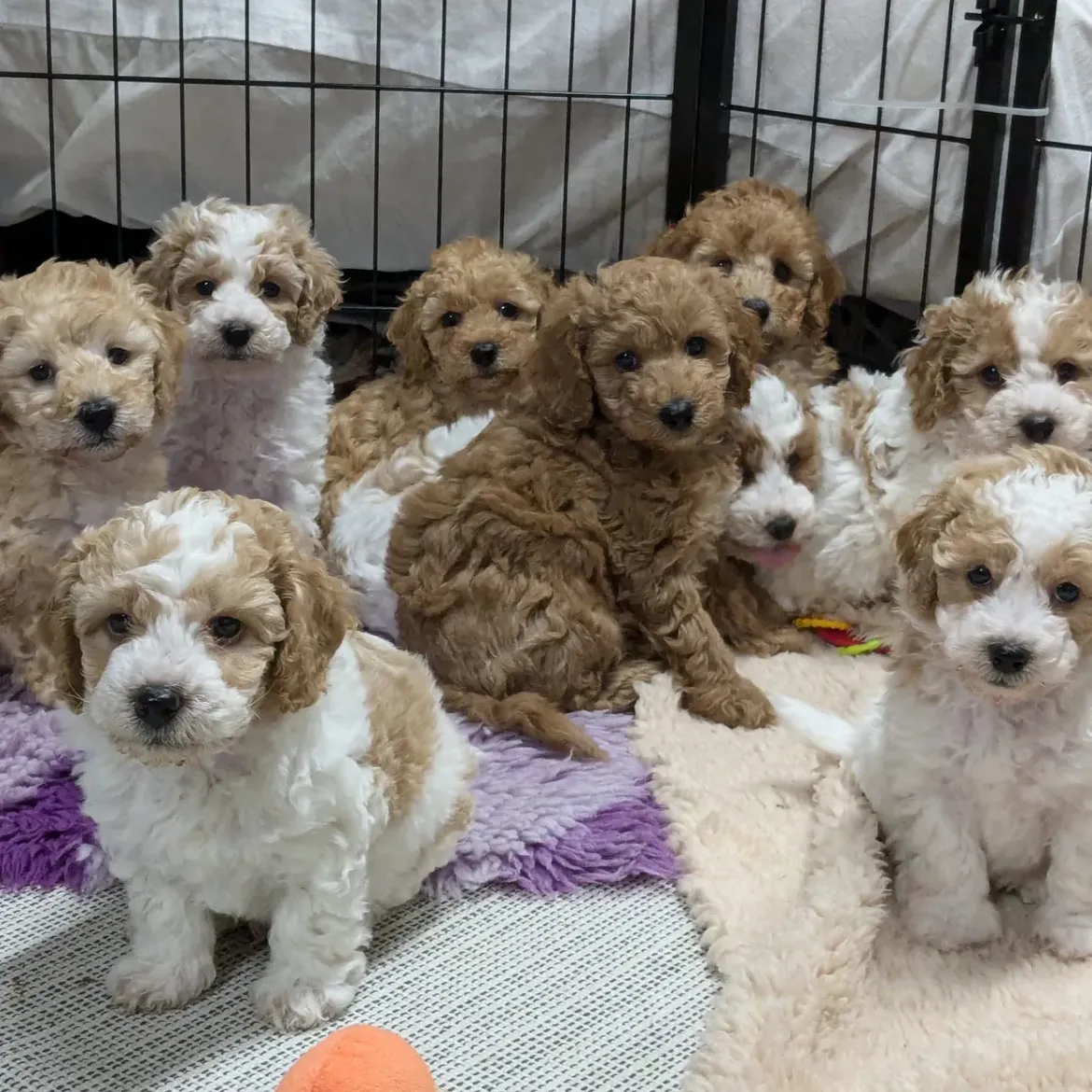 Maltipoo puppy ready for nationwide shipping