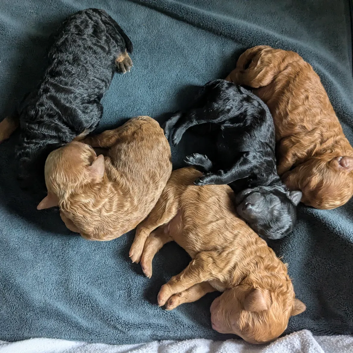 Maltipoo puppy playing
